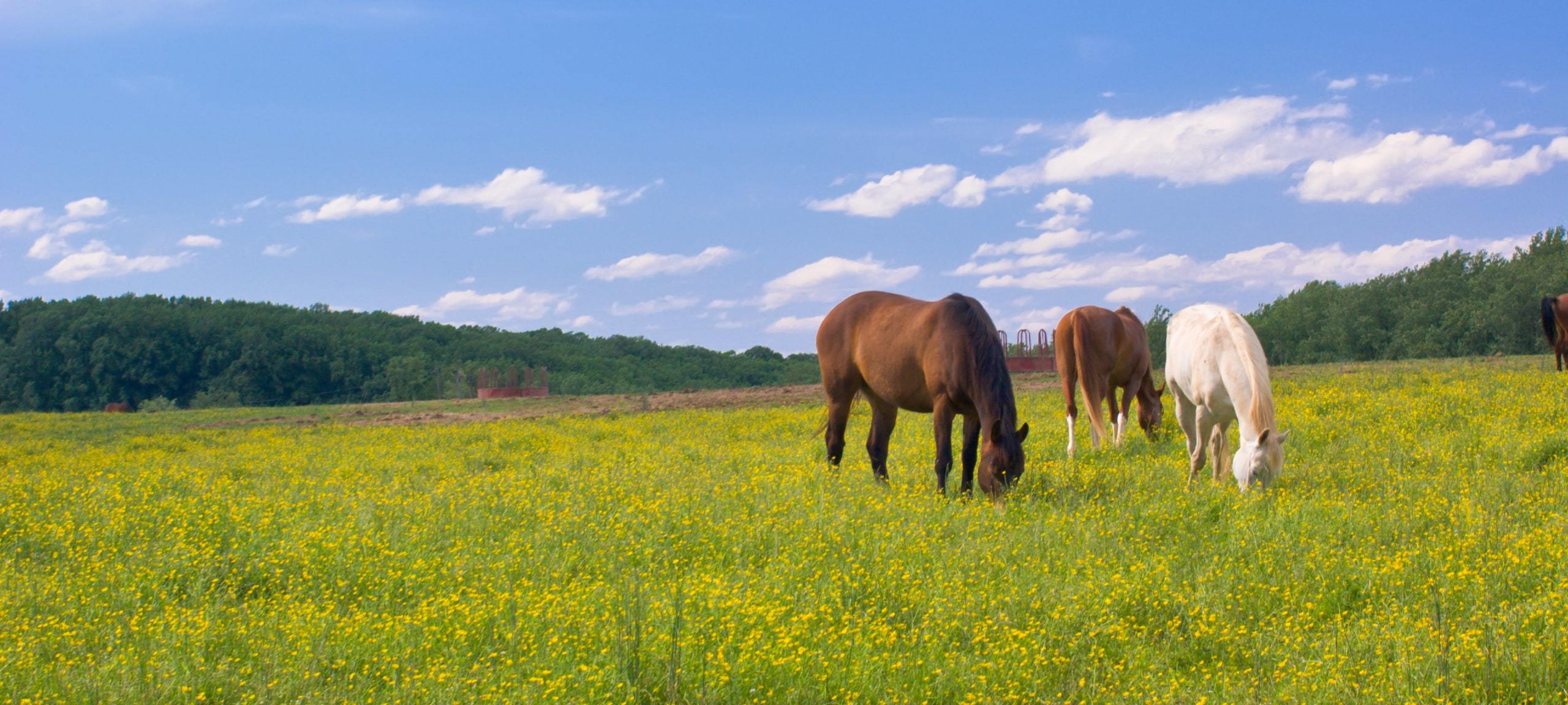 Horses grazing in flower field in rural eastern Maryland
